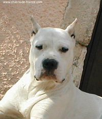 Étalon Dogo Argentino - CH. Tora vieja De los felinos blancos