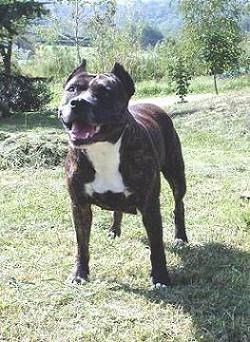 Publication : Power Thunderbolt's 