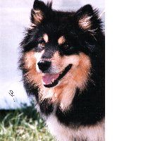 Publication : des Chevaloupsgreg