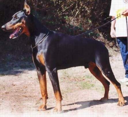 Graaf - iago Van neederlands stam