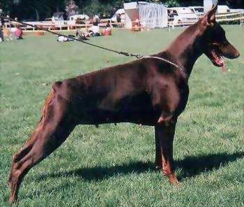 CH. Ora jazzie Du pla des horts