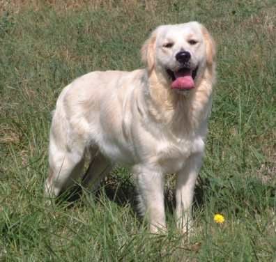 Publication : Du lucky puppy 