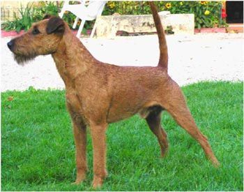 Publication : O'Nut Glen 