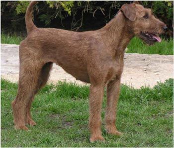 Publication : O'Nut Glen 