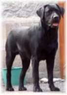 Publication : Du lucky puppy 