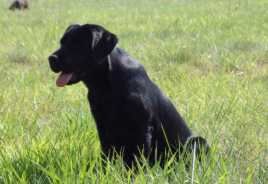 Publication : Du lucky puppy 