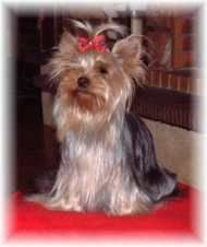 Publication : Du lucky puppy 