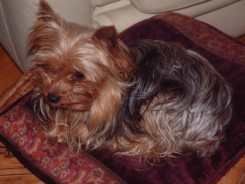 Publication : Du lucky puppy 