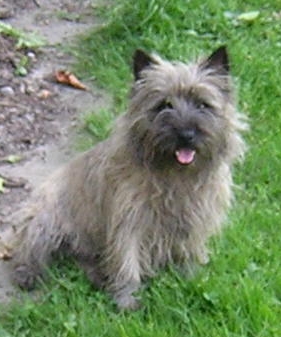 Unsolite Du hameau des landes