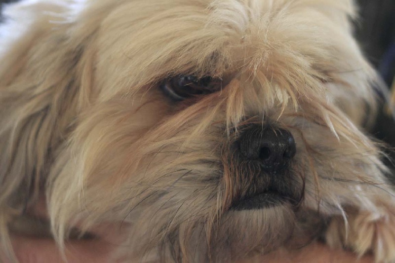 Publication : Lee des orchidees blanches