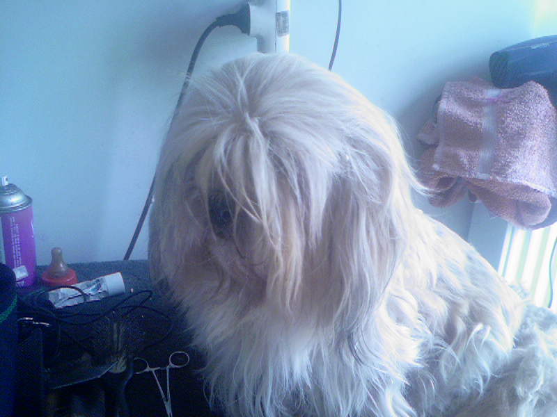 Publication : Lee des orchidees blanches 