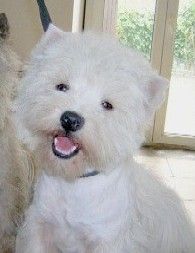 Étalon West Highland White Terrier - Ursula du Little Soannan