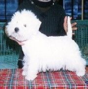 Étalon West Highland White Terrier - CH. Private dancer du Clan des Hamilton
