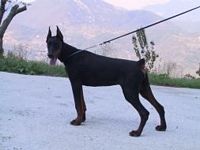 Étalon Dobermann - Vega-stella des Gardiens de la Mer D'Airain