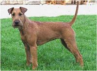 Étalon Irish Terrier - O'Nut Glen Tessy of gurgy