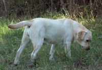 Étalon Labrador Retriever - Saiga De Silver Swann