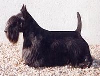 Étalon Scottish Terrier - CH. Paco charlannes De la vue imprenable