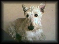 Étalon Scottish Terrier - Tim dit teddy Des corsaires de feu