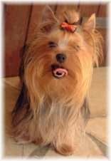 Étalon Yorkshire Terrier - Pin-up (dite perle) De la sierra de jade