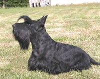 Étalon Scottish Terrier - Quaint Kindred spirit -