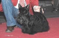 Étalon Scottish Terrier - CH. Tina Du mont sansouci
