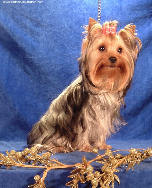 Publication : Yorkiefolie 