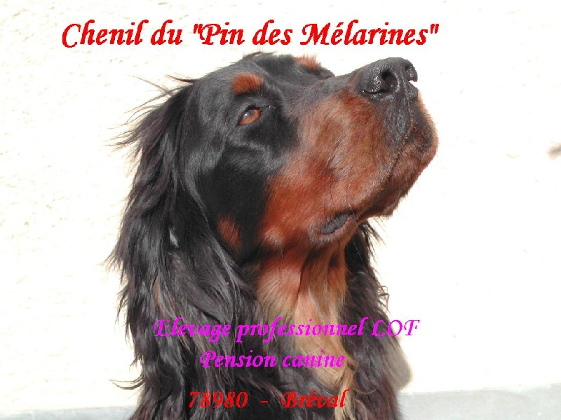Publication : du Pin Des Melarines 