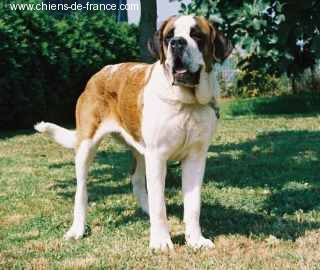 CH. Farah Del busgosu