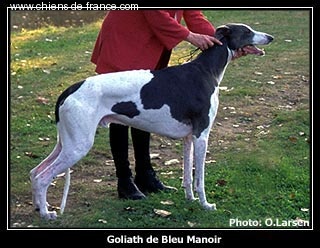 CH. Goliath de Bleu Manoir