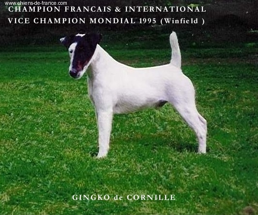 CH. Gingko De cornillé