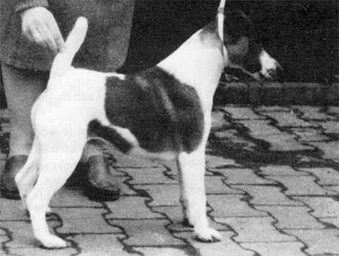 Rasko V. d. bismarckquelle