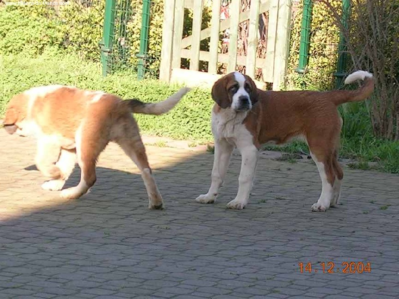 Publication : La Vieja Montañesa 