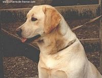 Étalon Labrador Retriever - This girl's for me of Tintagel Winds