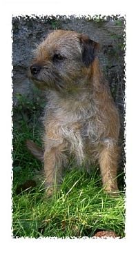 Étalon Border Terrier - CH. Purdey Du parguet