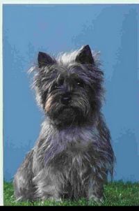 Étalon Cairn Terrier - CH. Pretty cairn (Sans Affixe)