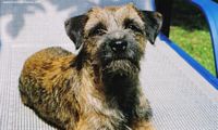 Étalon Border Terrier - CH. Cheeky chum's Joyce