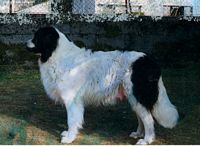 Étalon Landseer type continental europeen - Nora Des princes aux quatre vents