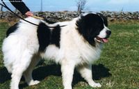 Étalon Landseer type continental europeen - Tilia du mas d'elronde