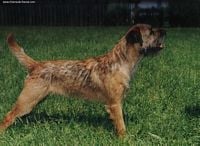 Étalon Border Terrier - CH. Orpheus ramazotti Ramazzoti