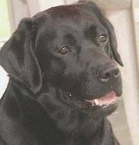 Étalon Labrador Retriever - Stiff upper lip of Tintagel Winds