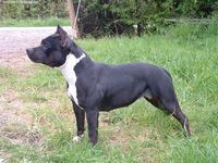 Étalon American Staffordshire Terrier - Versailles chasqui Black pearl