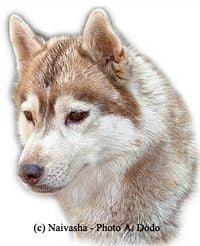 Étalon Siberian Husky - Top secret Of artic sun
