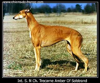 CH. Trecarne Amber of solstrand