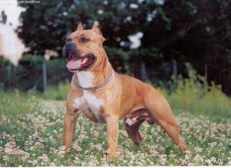 Thunder taurus of the upper staff kennel
