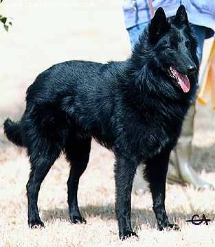 CH. Tsisco V. de hoge laer