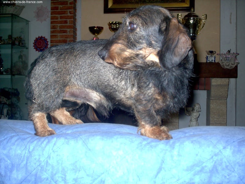 Narcisse de L'Effronte