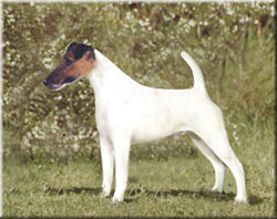 CH. Toofox White hunter