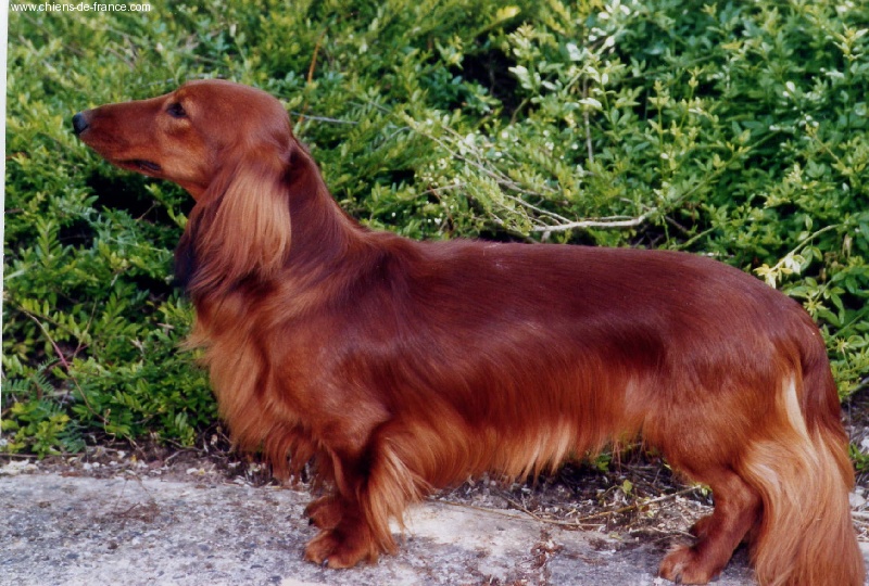 Unic lover Von lawranshome