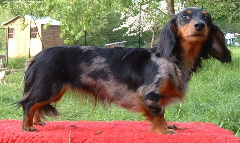 Valentine Des corsaires de feu