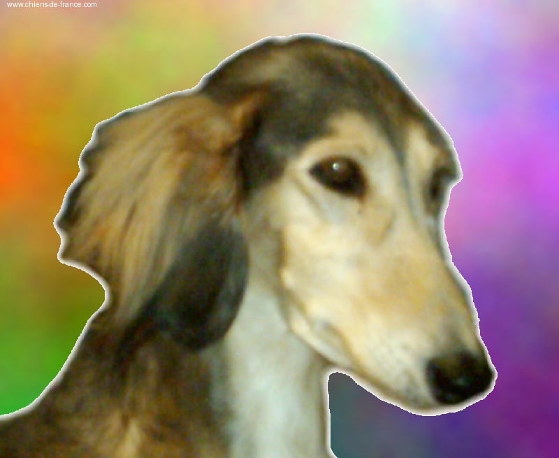 Publication : Du chekh djanga 